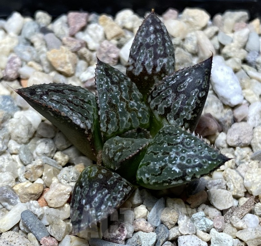 VVG35643 Haworthia 'Yuki Keshiki' hybrid seedling