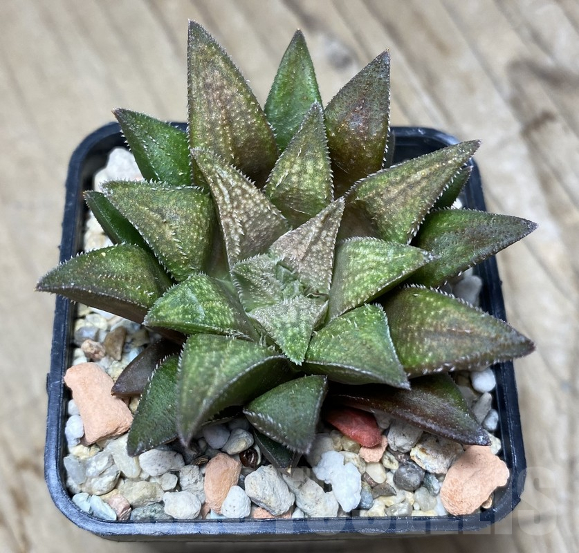 VVG35647 Haworthia parksiana 'Green' hybrid seedling