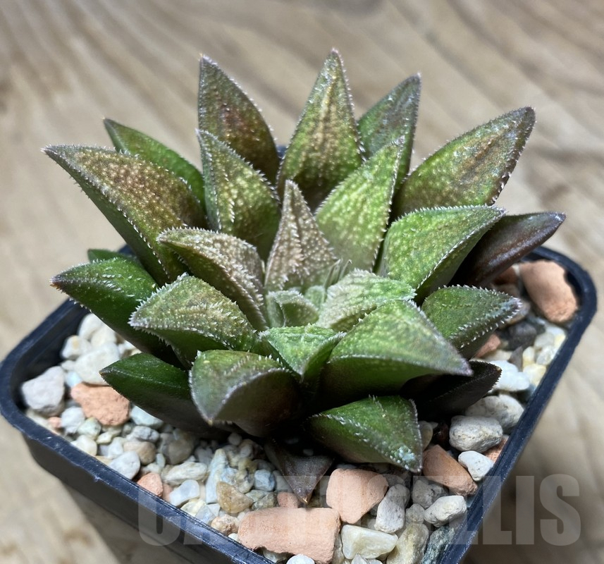 VVG35647 Haworthia parksiana 'Green' hybrid seedling - Image 2