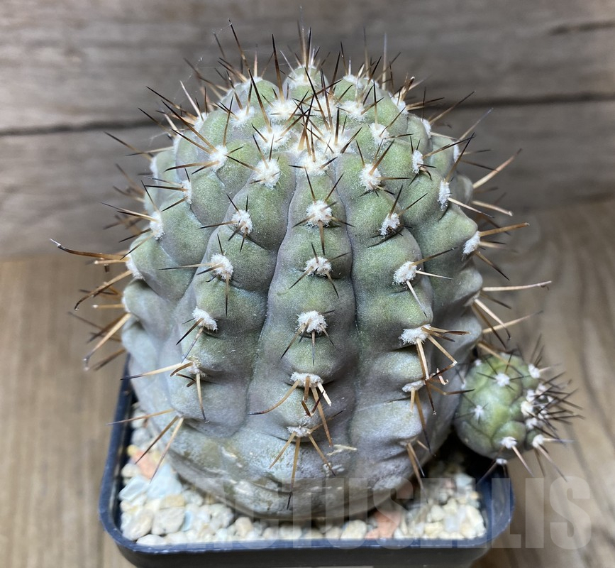 VVG36306 Copiapoa cinerea x haseltoniana hybrid PV2150 seedling own roots age over 15 years