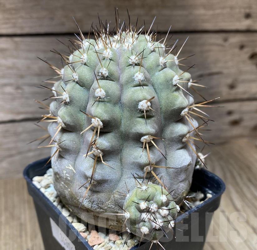 VVG36306 Copiapoa cinerea x haseltoniana hybrid PV2150 seedling own roots age over 15 years - Image 2