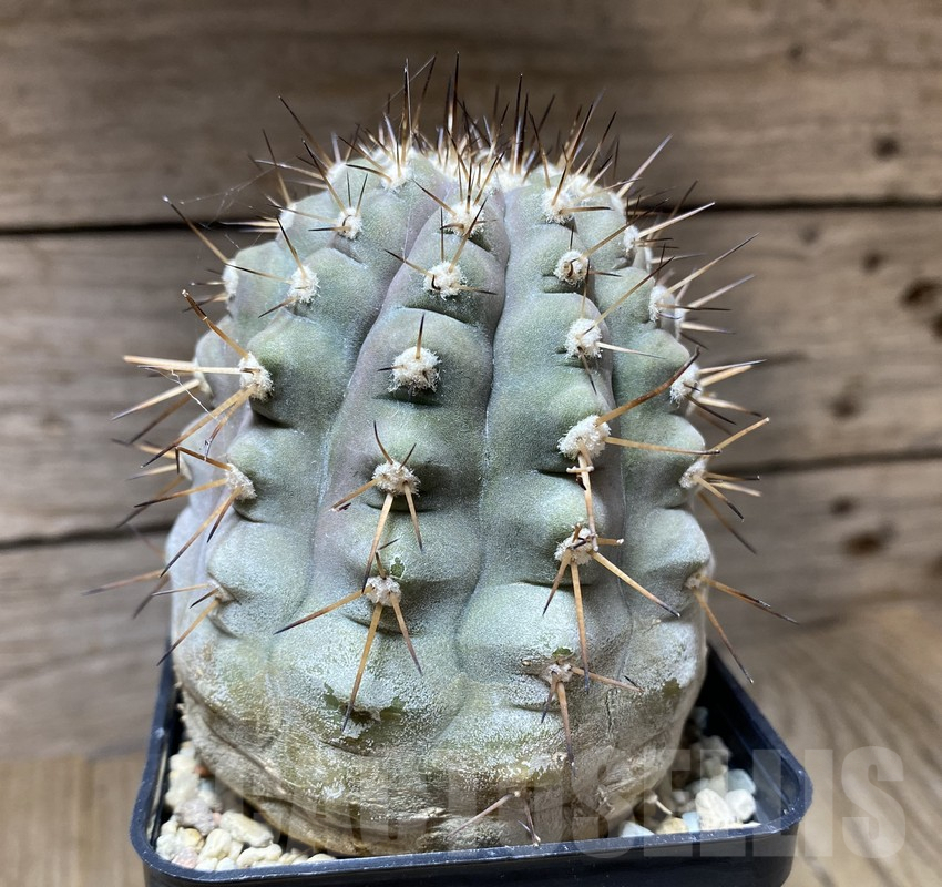 VVG36306 Copiapoa cinerea x haseltoniana hybrid PV2150 seedling own roots age over 15 years - Image 3
