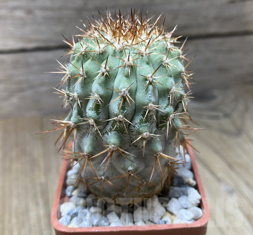 VVG36312 Copiapoa cinerea v. columno-alba -Pan de Azucar- seedling own roots age over 8 years - Image 2