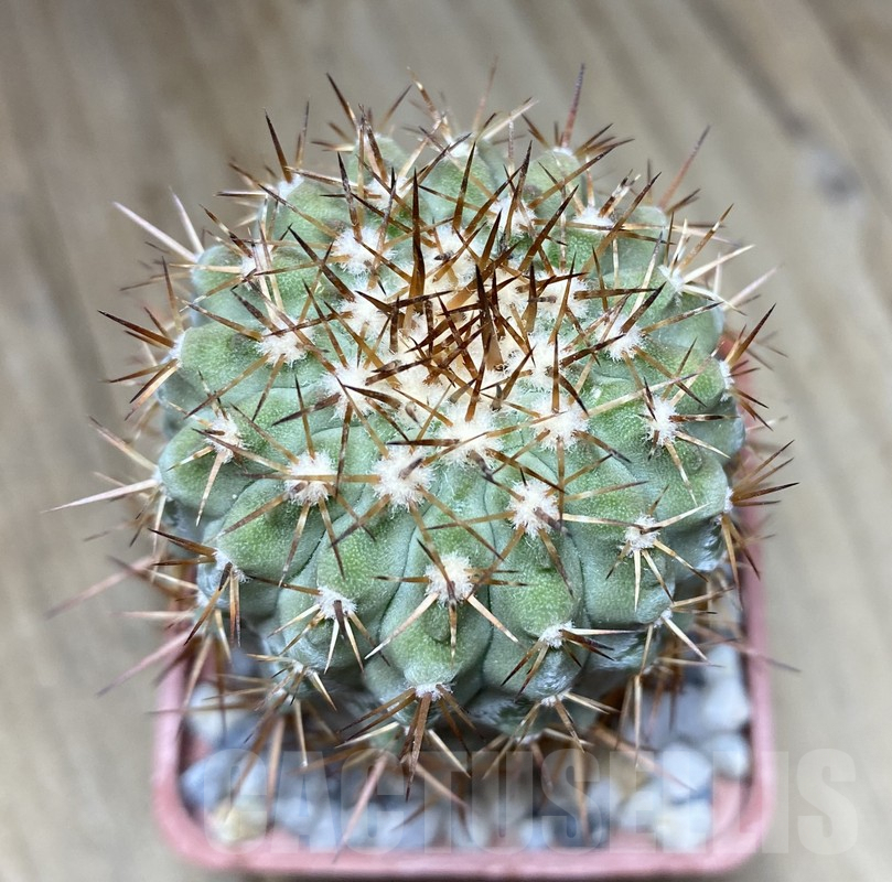 VVG36312 Copiapoa cinerea v. columno-alba -Pan de Azucar- seedling own roots age over 8 years