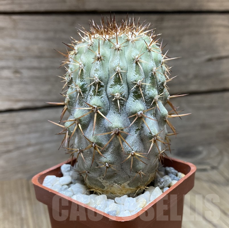 VVG36312 Copiapoa cinerea v. columno-alba -Pan de Azucar- seedling own roots age over 8 years - Image 3