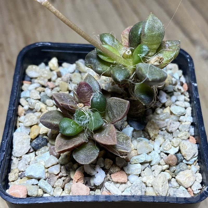 VVG36317 Anacampseros retusa -Steinkopf- 2 plants