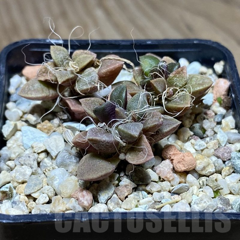 VVG36318 Anacampseros retusa -Steinkopf- 3 plants