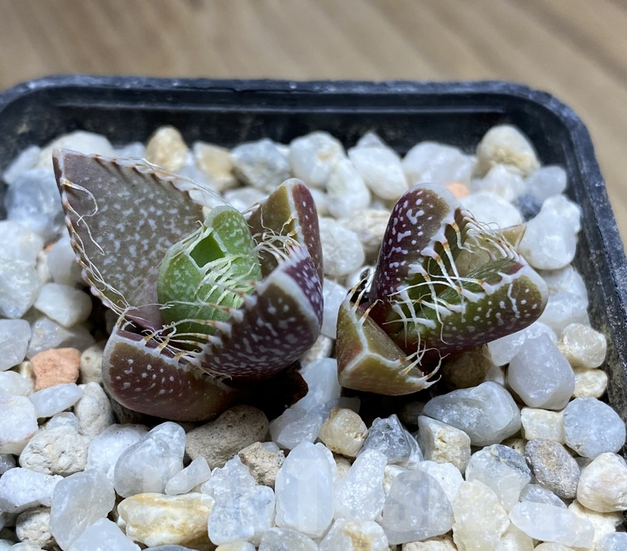 VVG36336 Faucaria tigrina -Grahamston- 2 plants seedling