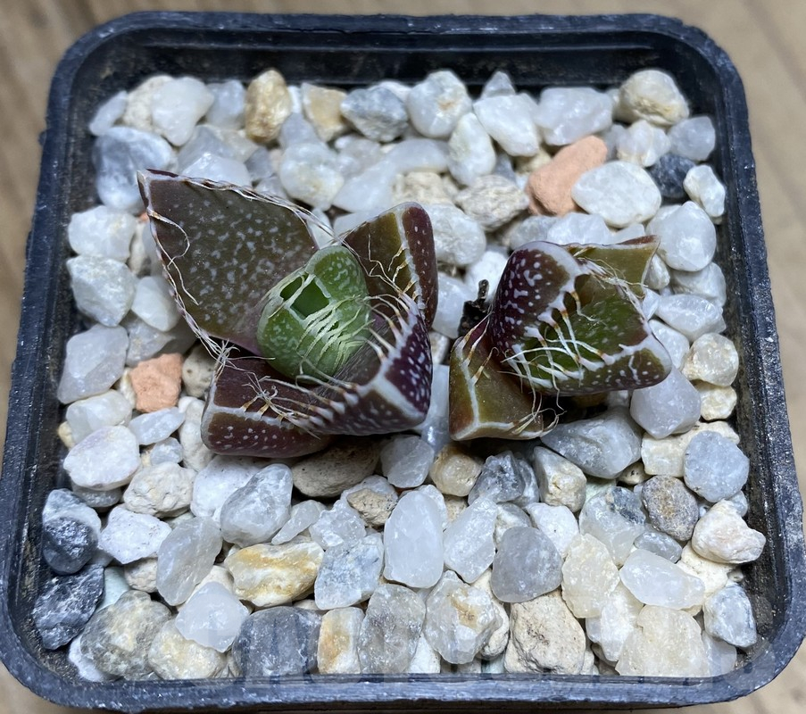 VVG36336 Faucaria tigrina -Grahamston- 2 plants seedling - 画像 (2)