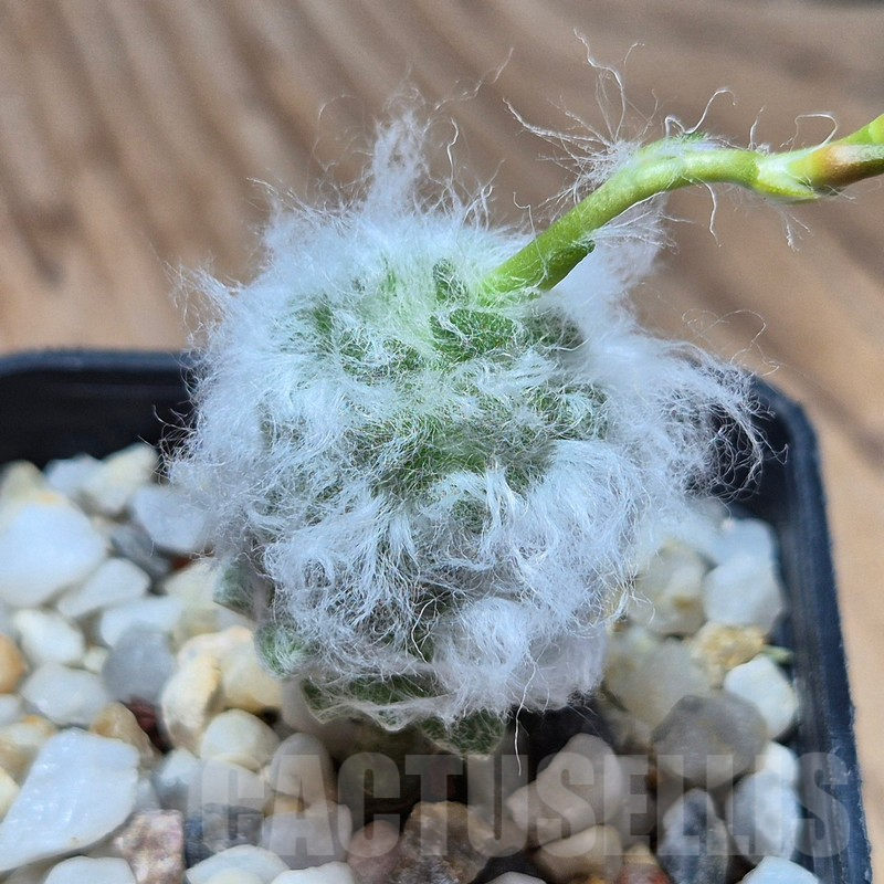 VVG3633 Anacampseros lanigera