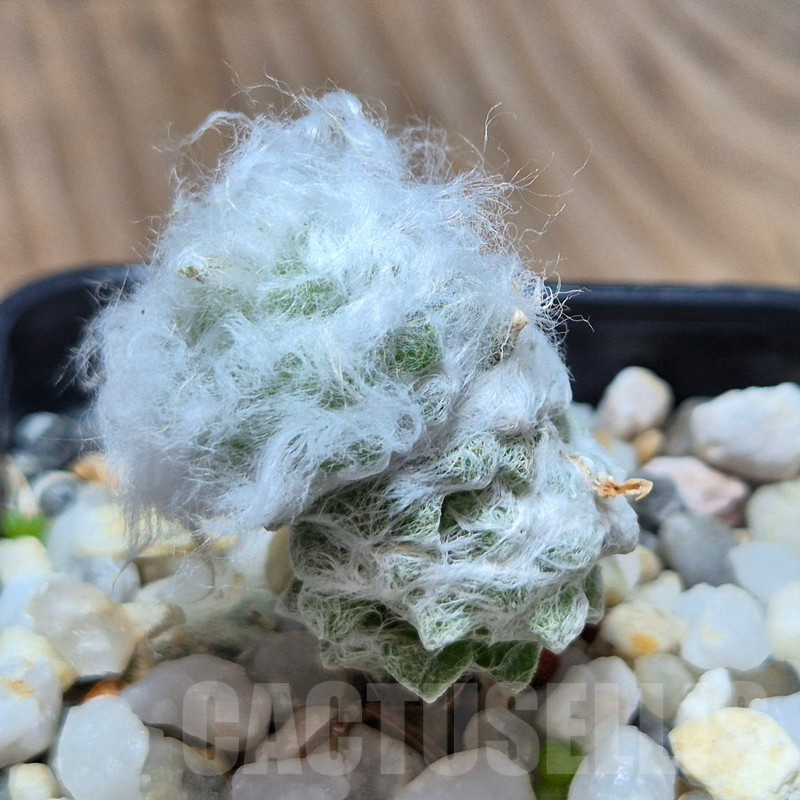 VVG3634 Anacampseros lanigera