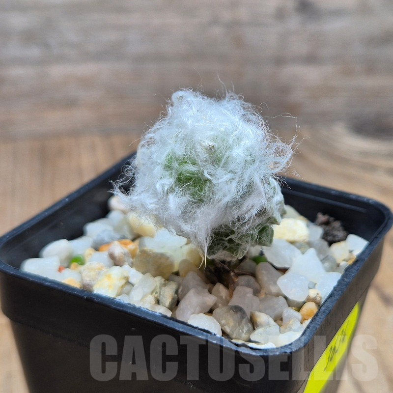 VVG3634 Anacampseros lanigera - Image 2