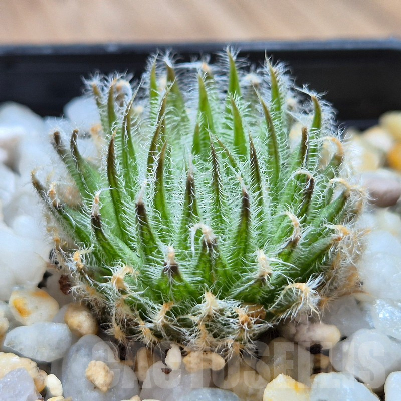 VVG3648 Haworthia odetta IB11864 -De Rust 10 km Jansenville-