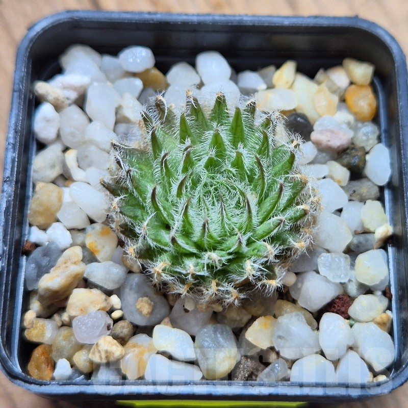 VVG3648 Haworthia odetta IB11864 -De Rust 10 km Jansenville- - Image 2