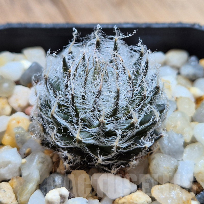 VVG3649 Haworthia arachnoidea v.candida IB6579