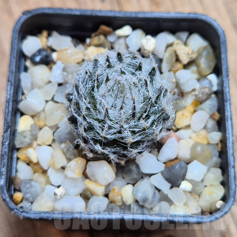 VVG3649 Haworthia arachnoidea v.candida IB6579 - Obrázek 2