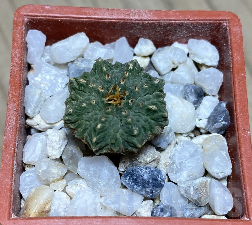 VVG36919 Aztekium ritteri years old 7 years , own roots seedling - Image 2