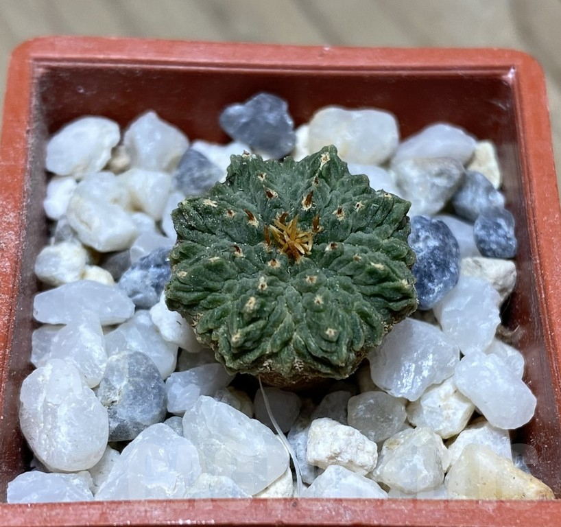 VVG36919 Aztekium ritteri years old 7 years , own roots seedling