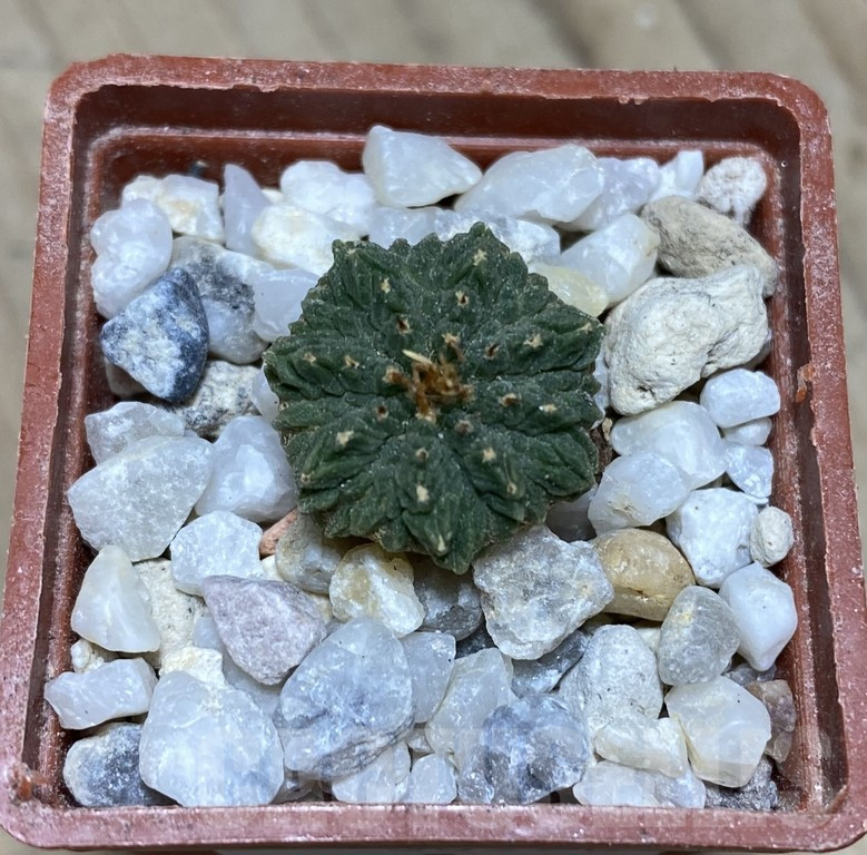 VVG36920 Aztekium ritteri years old 7 years , own roots seedling – Bild 2