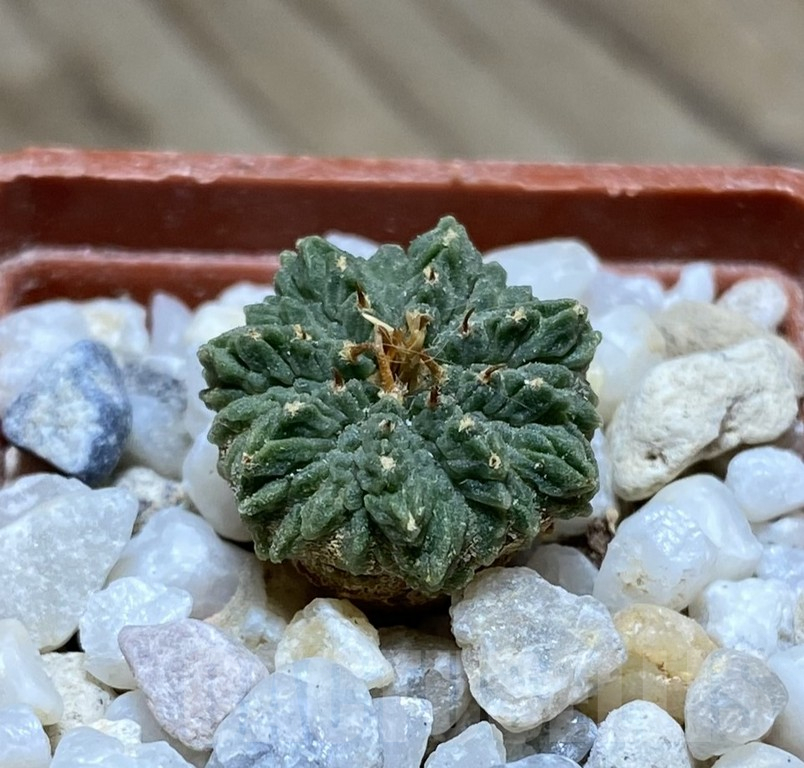 VVG36920 Aztekium ritteri years old 7 years , own roots seedling