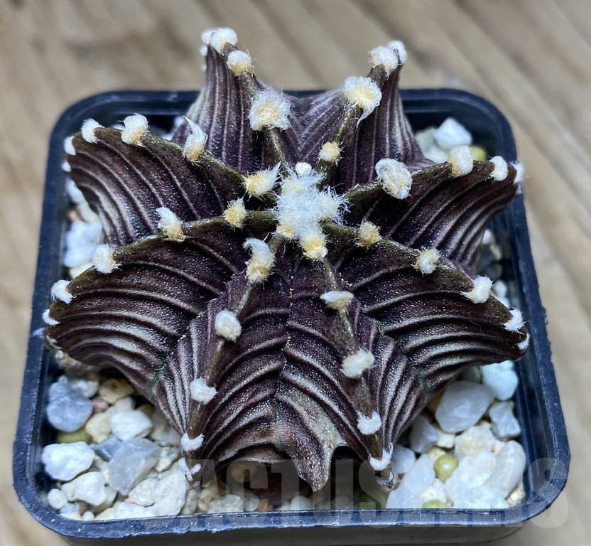 VVG36923 Gymnocalycium friedrichii VOS1241 – Bild 2