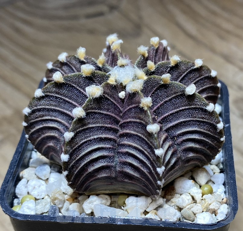 VVG36923 Gymnocalycium friedrichii VOS1241