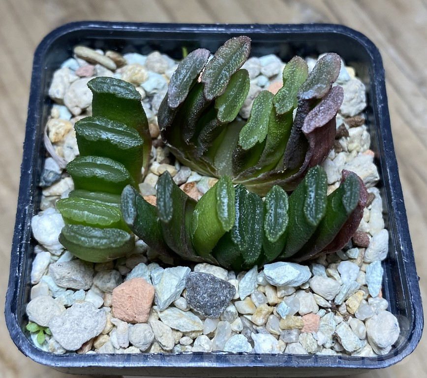 VVG36925 Haworthia truncata ex variegata seedling 3 plants