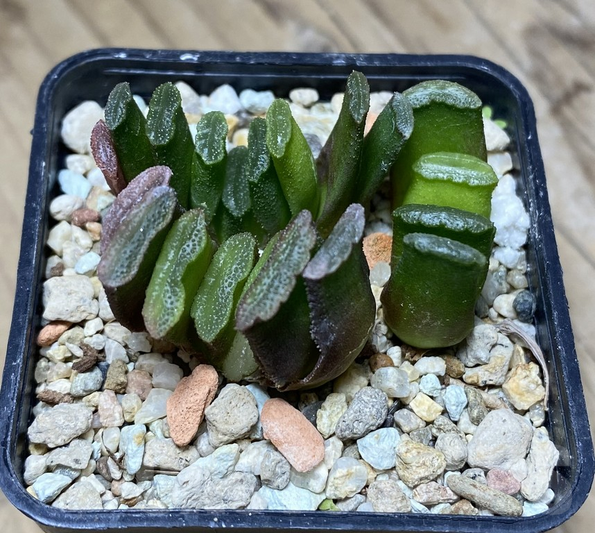 VVG36925 Haworthia truncata ex variegata seedling 3 plants - Imagen 2