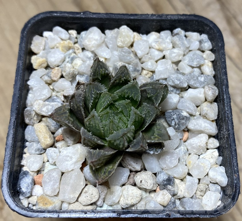 VVG36927 Haworthia ‘Kegazato’ x cooperi clon 21 x clon 22 - Зображення 3