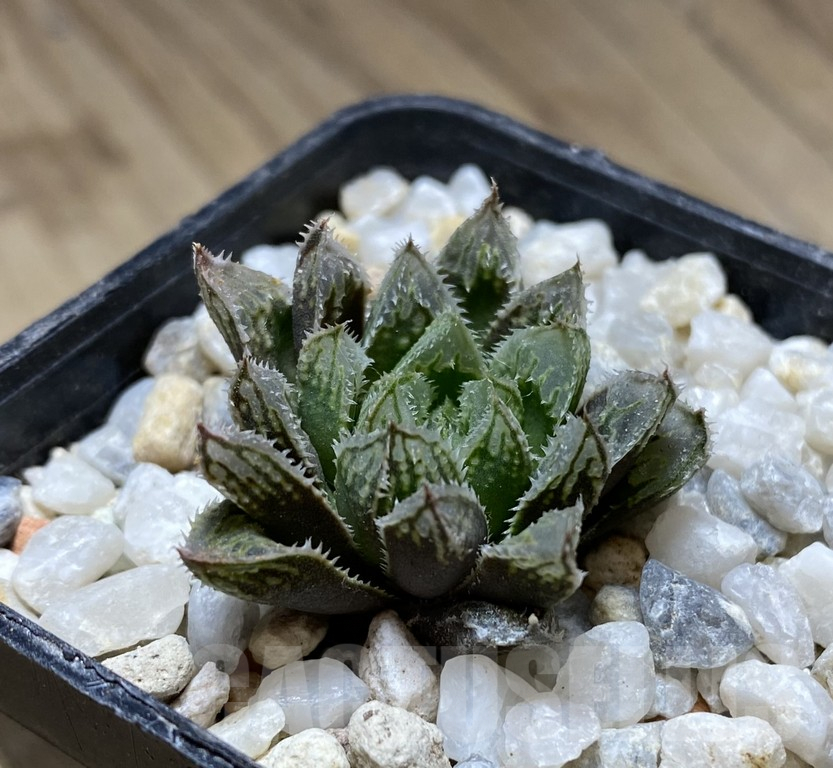 VVG36927 Haworthia ‘Kegazato’ x cooperi clon 21 x clon 22 - Зображення 2