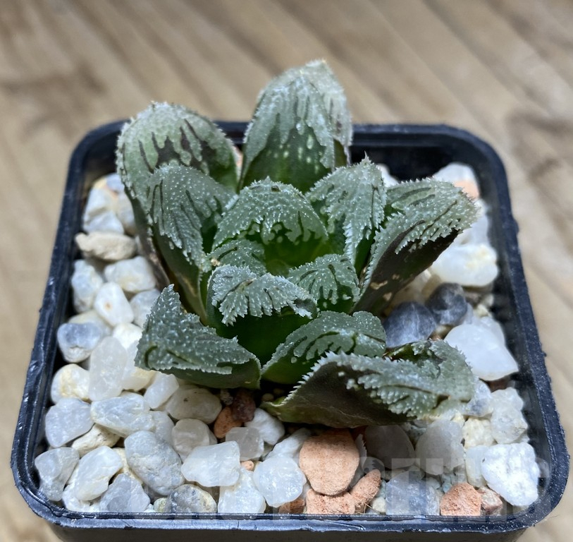 VVG36929 Haworthia VVG1 x VVG12 x 'Kegazato' - immagine 3