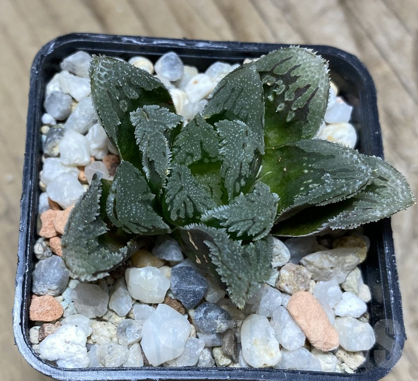 VVG36929 Haworthia VVG1 x VVG12 x 'Kegazato' - immagine 2