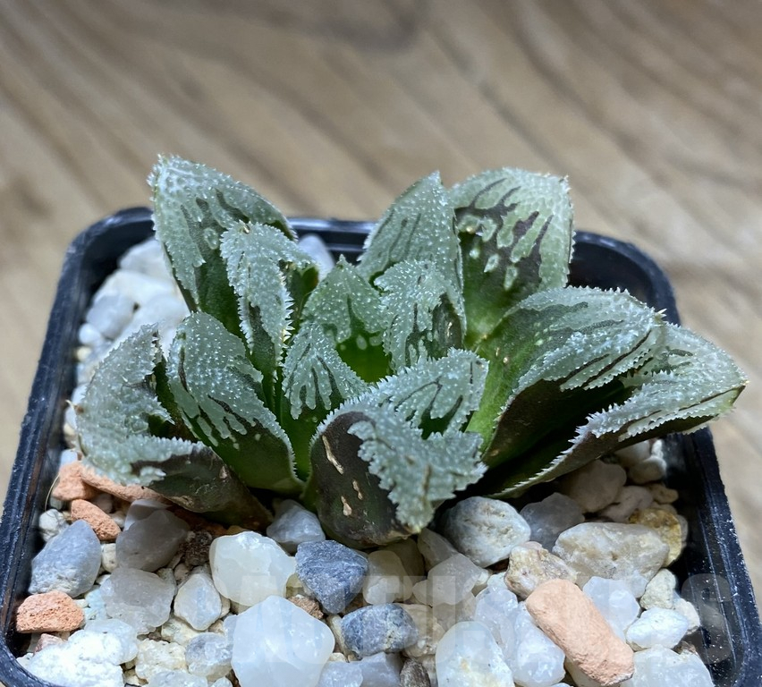 VVG36929 Haworthia VVG1 x VVG12 x 'Kegazato'