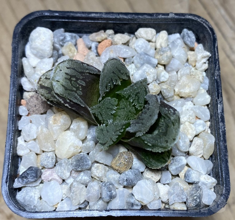 VVG36930 Haworthia VVG1 x VVG12 x 'Kegazato' - Obrázek 2