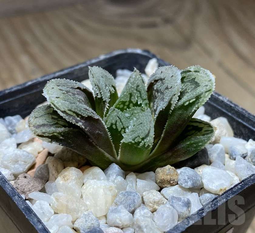 VVG36930 Haworthia VVG1 x VVG12 x 'Kegazato'