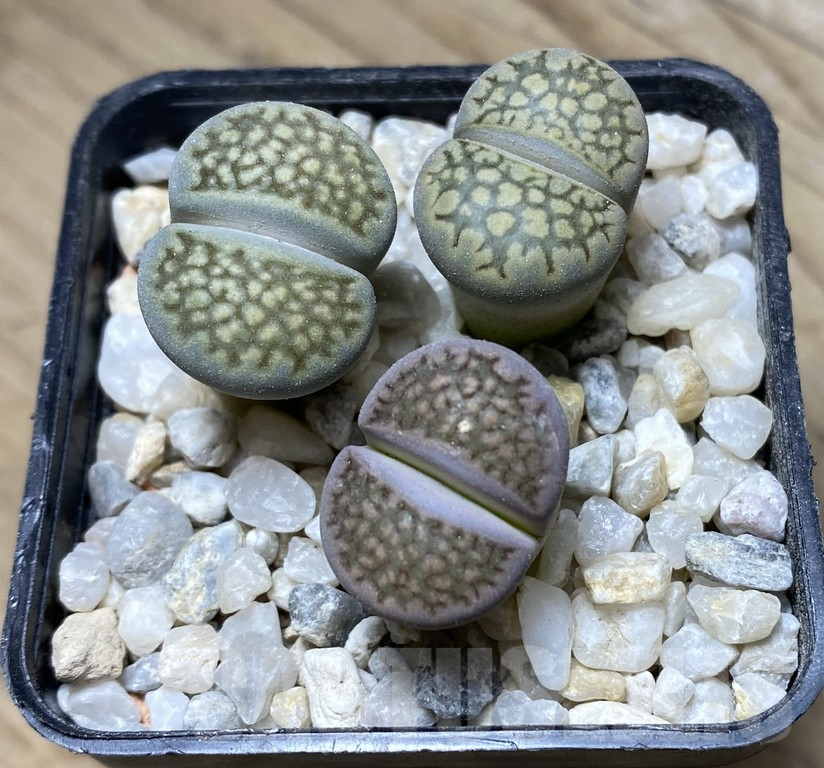 VVG36933 Lithops hallii 'Green' -Selected form- 3 plants , seedling - immagine 3
