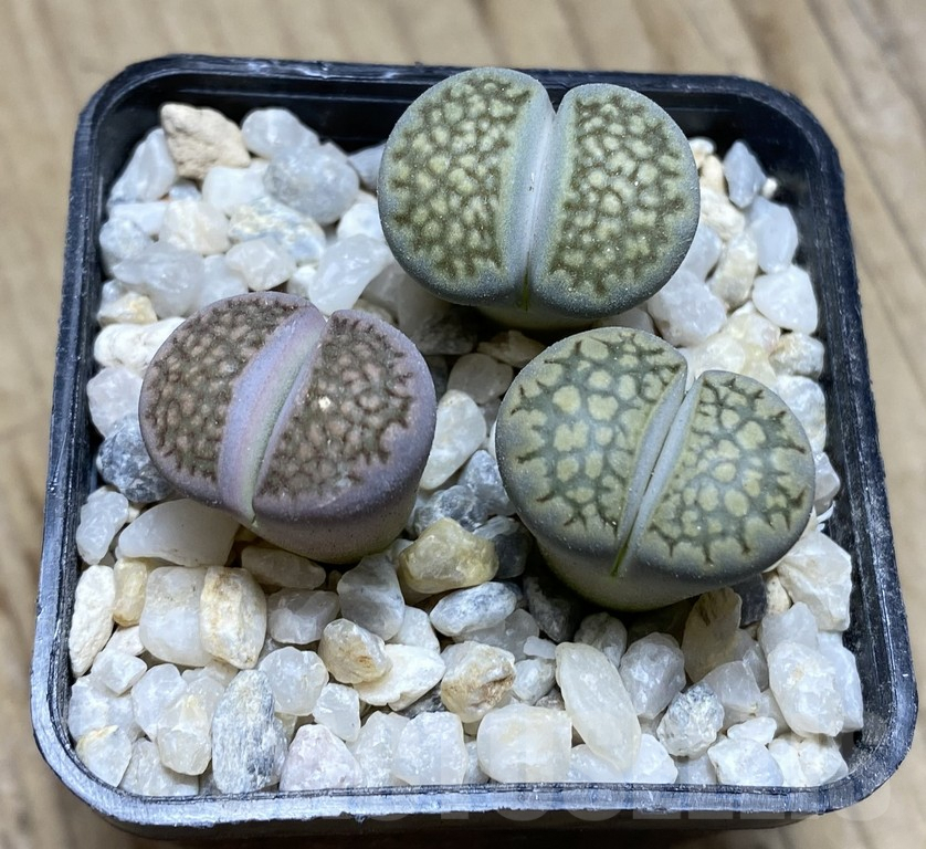 VVG36933 Lithops hallii 'Green' -Selected form- 3 plants , seedling - immagine 4