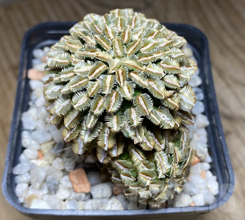 VVG36934 Mammillaria bertholdii, grafted