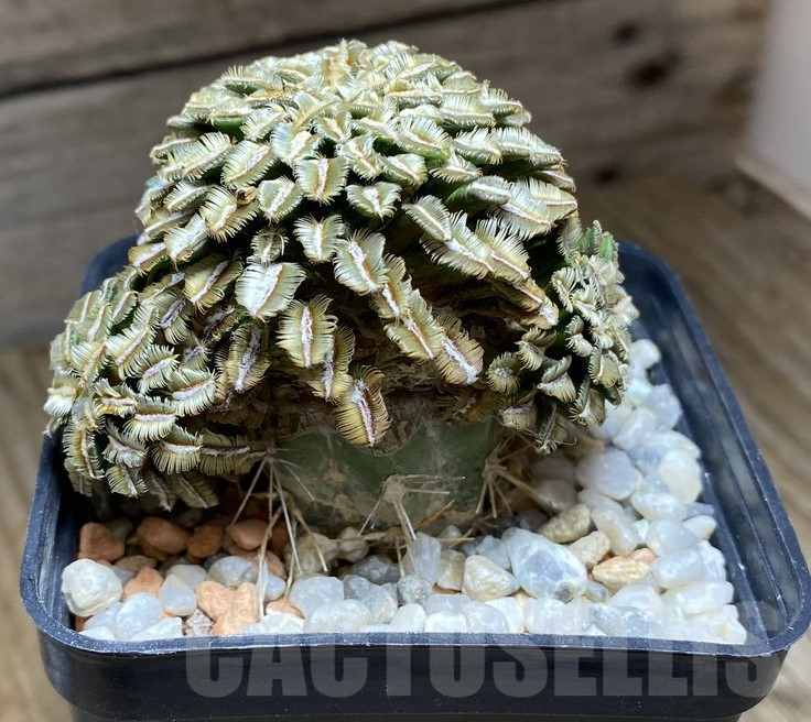 VVG36934 Mammillaria bertholdii, grafted - immagine 2