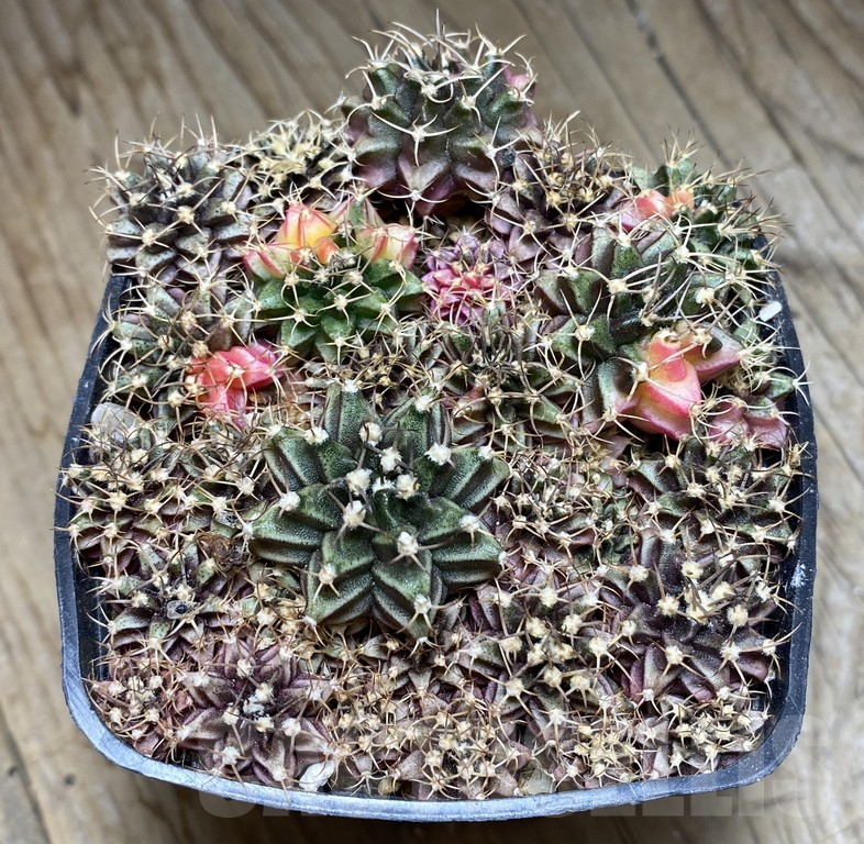 VVG36935 Gymnocalycium mihanovichii f. variegata seedling mix - immagine 3