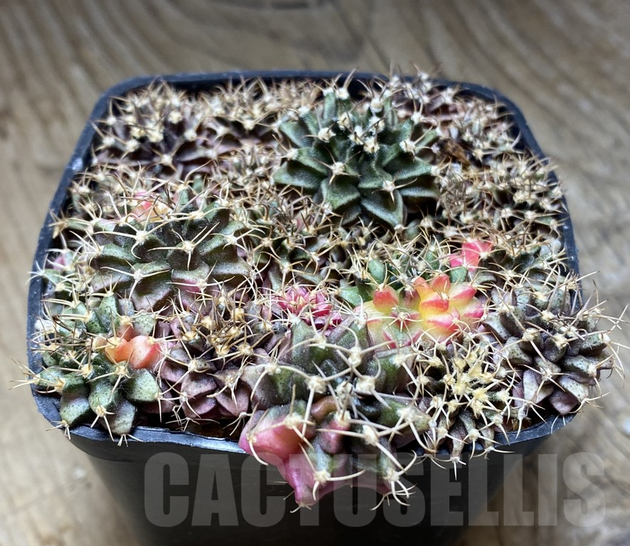 VVG36935 Gymnocalycium mihanovichii f. variegata seedling mix - immagine 2