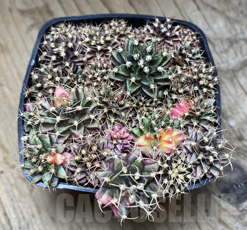 VVG36935 Gymnocalycium mihanovichii f. variegata seedling mix