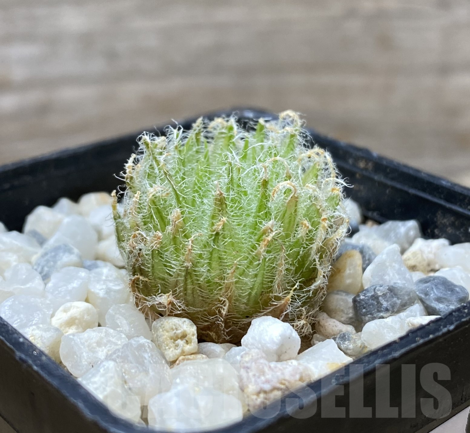VVG37485 Haworthia odetta IB11864 -De Rust 10 km Jansenville-