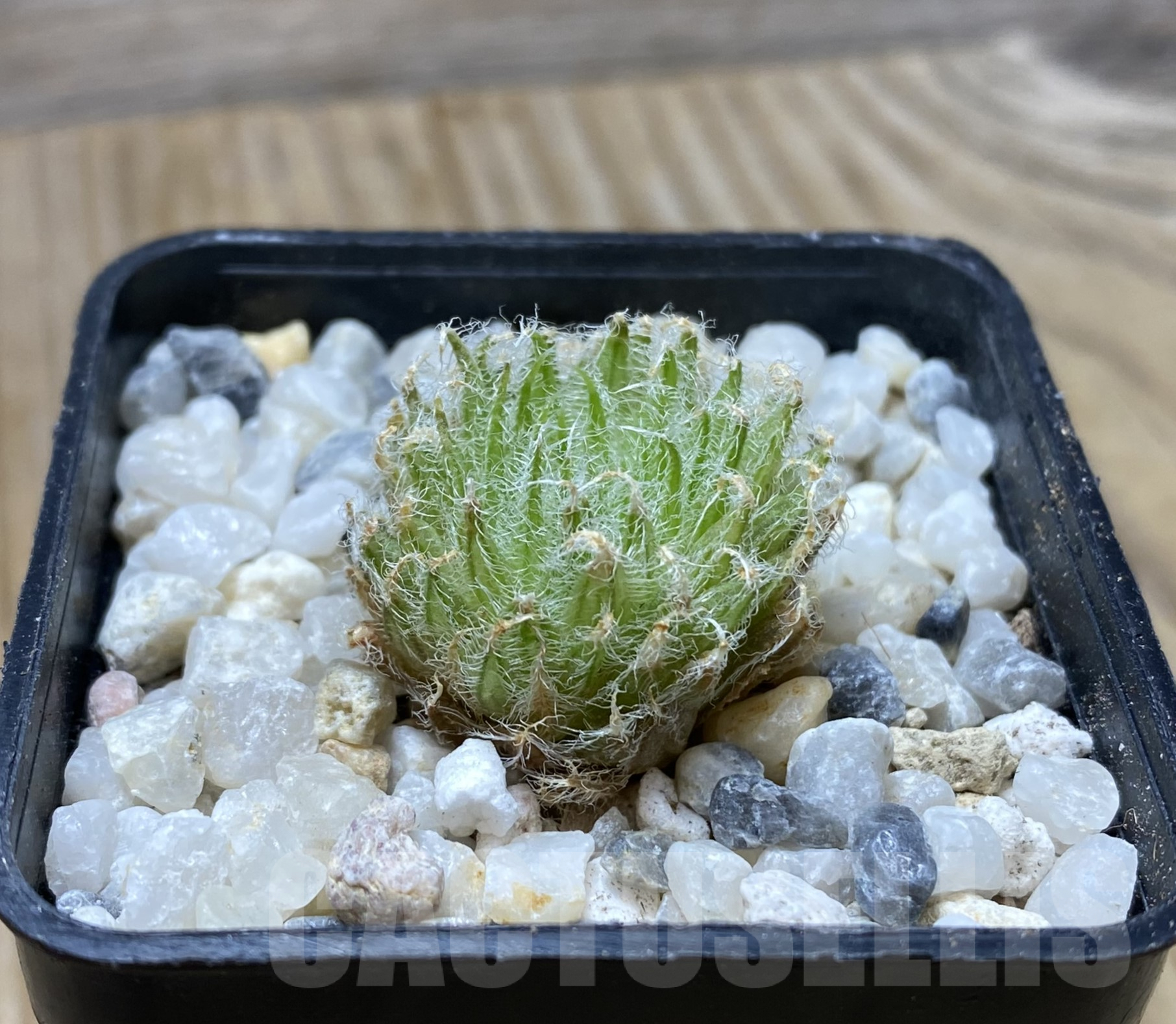 VVG37485 Haworthia odetta IB11864 -De Rust 10 km Jansenville- - Image 2