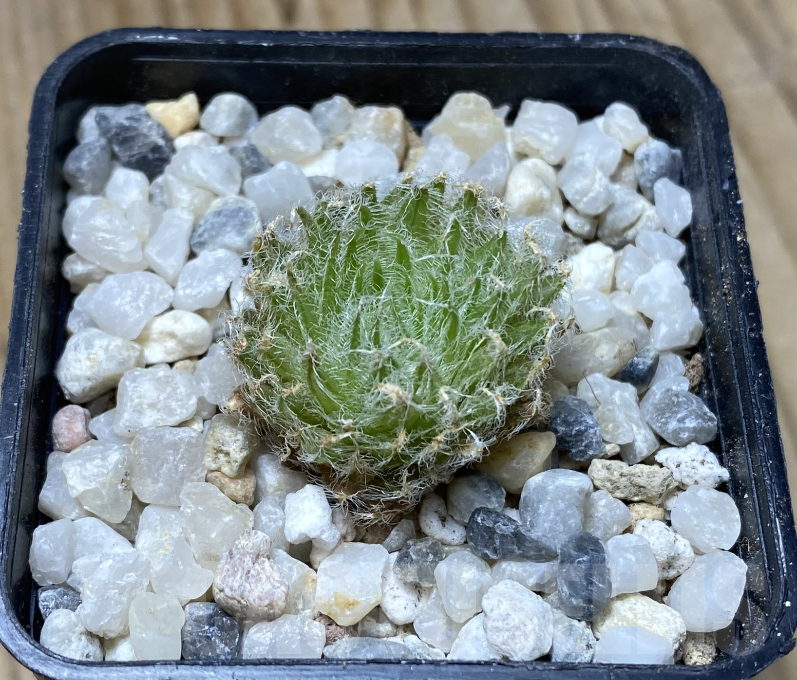 VVG37485 Haworthia odetta IB11864 -De Rust 10 km Jansenville- - Image 3