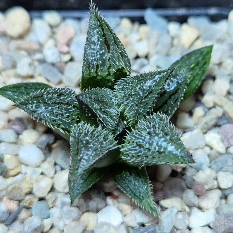 VVG39380 Haworthia mirabilis v.pillosa MBB7246 seedling