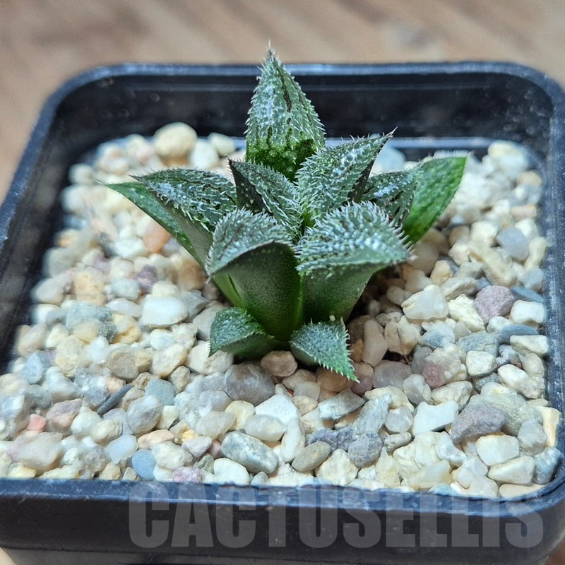 VVG39380 Haworthia mirabilis v.pillosa MBB7246 seedling - immagine 2