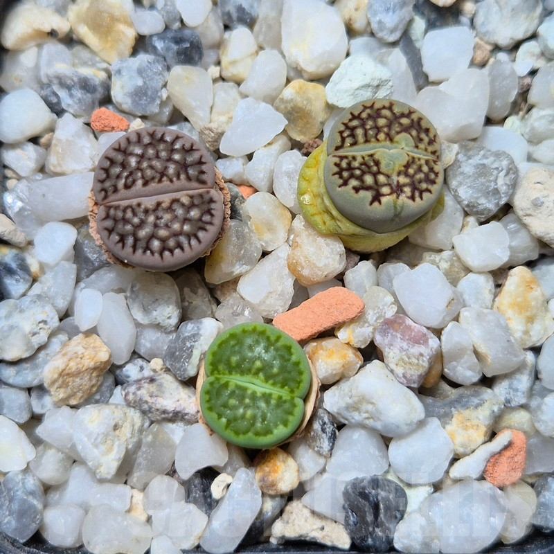 VVG4252 Lithops hallii 'Green' -Selected form- 3 plants , seedling - Image 3