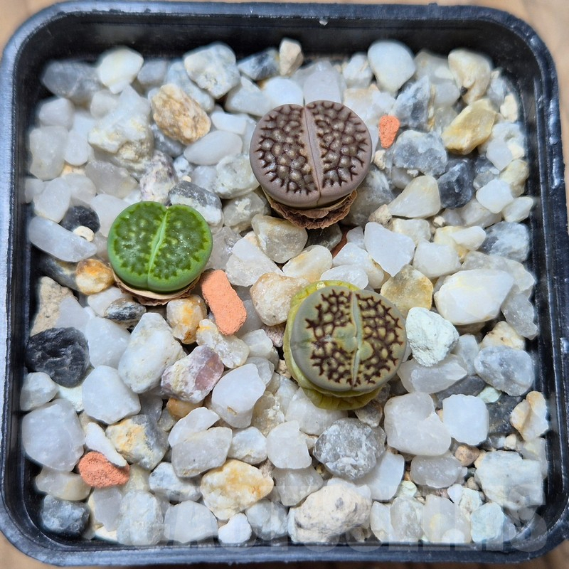 VVG4252 Lithops hallii 'Green' -Selected form- 3 plants , seedling - Image 4