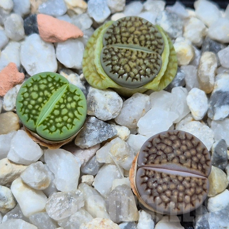 VVG4253 Lithops hallii 'Green' -Selected form- 3 plants , seedling